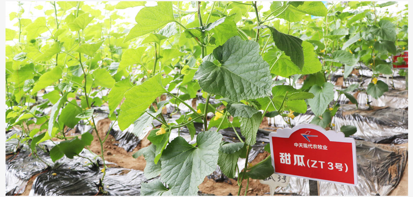 準格爾旗現(xiàn)代智慧設(shè)施農(nóng)業(yè)產(chǎn)業(yè)園_21.jpg